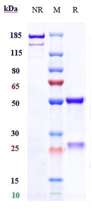 0 - Anti-CD28L / CD80 Reference Antibody (galiximab) APR10515