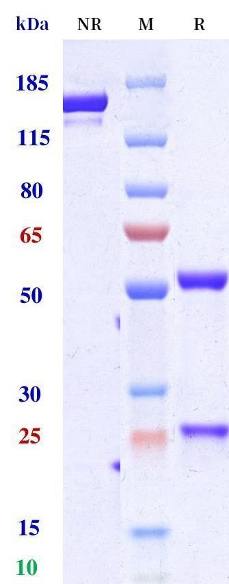 0 - Anti-PCSK9 Reference Antibody (tafolecimab) APR10516