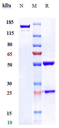 0 - Anti-F3 / Factor III / Tissue Factor / CD142 Reference Antibody (tisotumab) APR10519