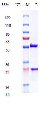 0 - Anti-CD20 / MS4A1 Reference Antibody (ofatumumab) APR10520