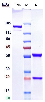 0 - Anti-Siglec-2 / CD22 Reference Antibody (epratuzumab) APR10522