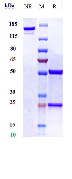 0 - Anti-IL-1a Reference Antibody (bermekimab) APR10523