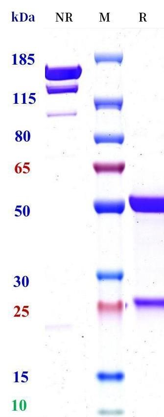 0 - Anti-Sialyl-Lewis A Reference Antibody (MVT-5873) APR10524