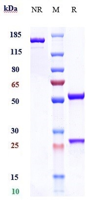 0 - Anti-B7-H1 / PD-L1 / CD274 Reference Antibody (adebrelimab) APR10529