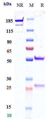 0 - Anti-B7-H1 / PD-L1 / CD274 Reference Antibody (opucolimab) APR10533