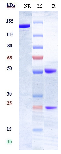 0 - Anti-HLA-DR Reference Antibody (IMMU-114) APR10534