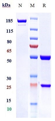 0 - Anti-TNFRSF10A / TRAILR1 / CD261 Reference Antibody ( mapatumumab) APR10535