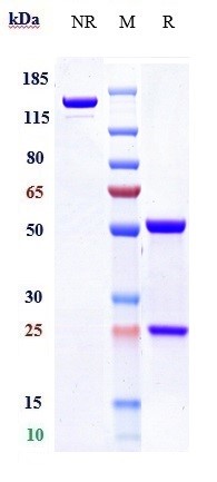 0 - Anti-F9 / Factor IX Reference Antibody (emicizumab) APR10538