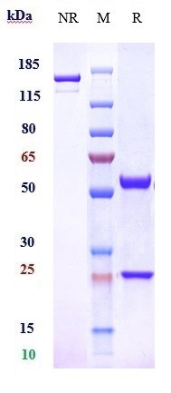 0 - Anti-Adrenomedullin Reference Antibody (enibarcimab) APR10539
