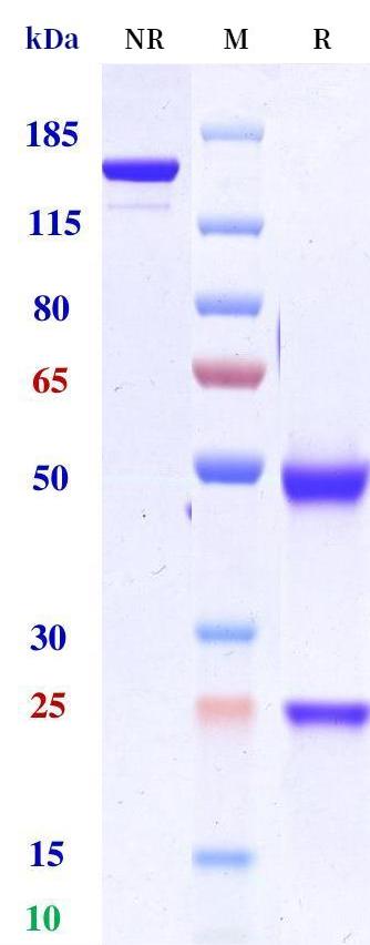 0 - Anti-Siglec-2 / CD22 Reference Antibody (moxetumomab) APR10540