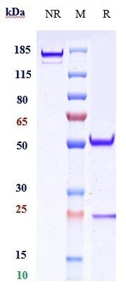 0 - Anti-CD20 / MS4A1 Reference Antibody (veltuzumab) APR10541