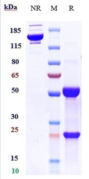 0 - Anti-IL-3Ra / CD123 Reference Antibody (SNG-CD123A) APR10542