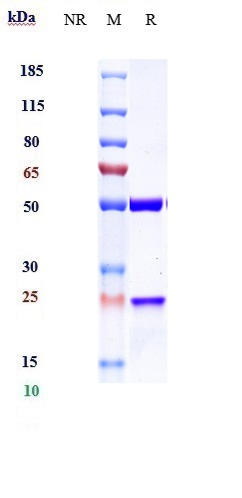 0 - Anti-TIGIT Reference Antibody (ociperlimab) APR10543