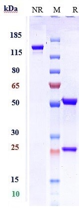 0 - Anti-IL-5 Reference Antibody (depemokimab) APR10546