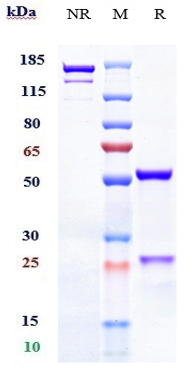 0 - Anti-TNFSF13B / BAFF / CD257 Reference Antibody (belimumab) APR10547