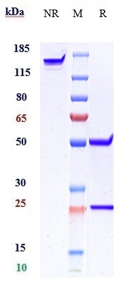 0 - Anti-Amyloid Beta Reference Antibody (GSK 933776) APR10549
