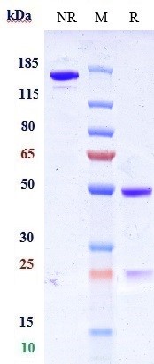 0 - Anti-CD7 Reference Antibody (grisnilimAb) APR10551