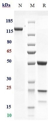 0 - Anti-AMHR2 Reference Antibody (murlentamab) APR10553