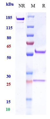 0 - Anti-PDCD1 / PD-1 / CD279 Reference Antibody (zimberelimab) APR10554
