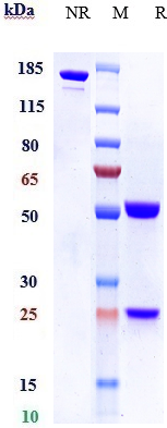 0 - Anti-FGF19 Reference Antibody (1A6) APR10557