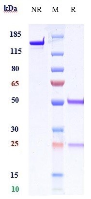 0 - Anti-B7-H1 / PD-L1 / CD274 Reference Antibody (garivulimab) APR10558