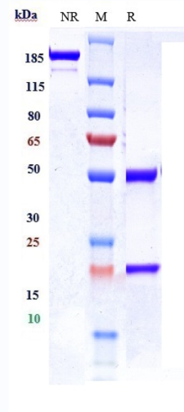 0 - Anti-IGF1R / CD221 Reference Antibody (ganitumab) APR10559