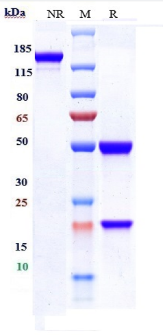 0 - Anti-IFNg Reference Antibody (emapalumab) APR10560