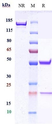 0 - Anti-CEACAM5 / CEA / CD66e Reference Antibody (cergutuzumAb) APR10561