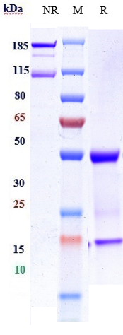 0 - Anti-ERBB1 / EGFR / HER1 Reference Antibody (imgatuzumab) APR10562