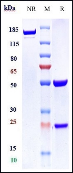 0 - Anti-VEGFR2 / KDR / CD309 Reference Antibody (vulinacimab) APR10563