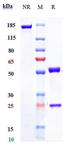 0 - Anti-IL-20 Reference Antibody (fletikumab) APR10566