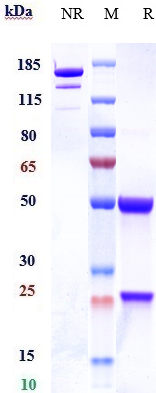0 - Anti-CD46 Reference Antibody (FOR46) APR10567