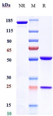 0 - Anti-FOLR1 / FRA Reference Antibody (farletuzumab) APR10570