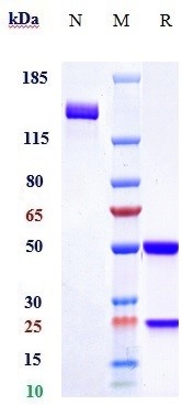 0 - Anti-SOST / Sclerostin Reference Antibody (romosozumab) APR10572