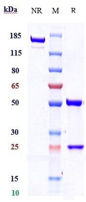 0 - Anti-TEM1 / Endosialin / CD248 Reference Antibody (ontuxizumab) APR10573