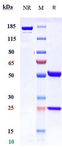 0 - Anti-Integrin a4b7 (ITGA4 & ITGB7) Reference Antibody (vedolizumab) APR10576