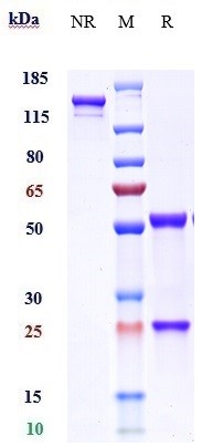 0 - Anti-IL-9 Reference Antibody (enokizumab) APR10578