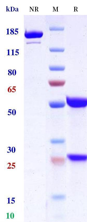 0 - Anti-ICAM1 / CD54 Reference Anticody (Enlimomab) APR10579