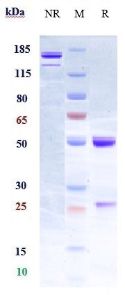 0 - Anti-RGMA Reference Antibody (elezanumab) APR10582
