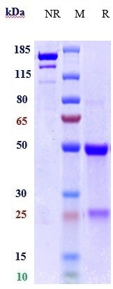 0 - Anti-TYRO3 Reference Antibody (ELB031) APR10583