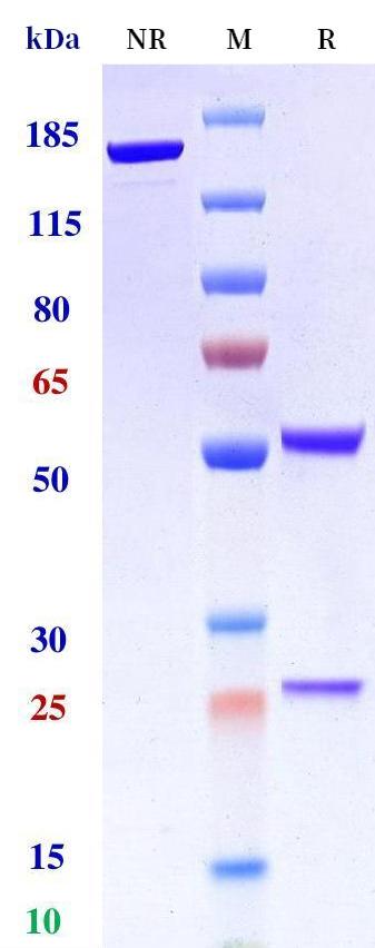 0 - Anti-TLR4 Reference Antibody (Paridiprubart) APR10584