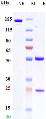 0 - Anti-CCL20 Reference Antibody (GSK3050002) APR10585