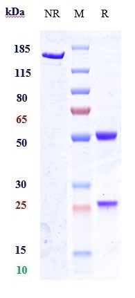 0 - Anti-GPR20 Reference Antibody (DS-6157) APR10587
