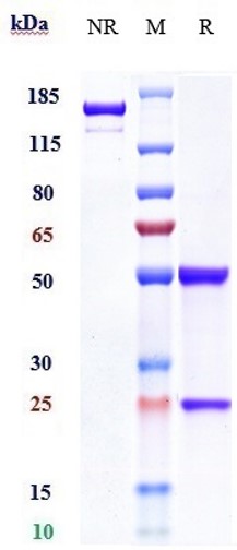 0 - Anti-MUC16 Reference Antibody (Sofituzumab vedotin) APR10592
