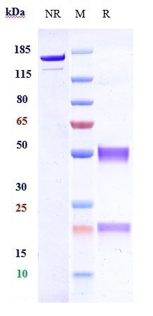 0 - Anti-RGMC / HFE2 Reference Antibody (DISC-0974) APR10593
