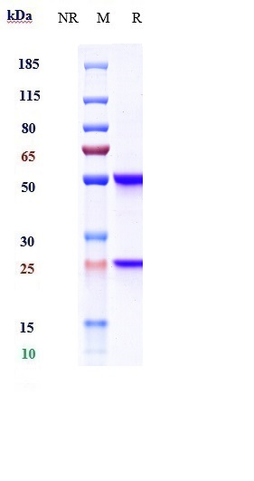 0 - Anti-CD93 Reference Antibody (Dcby02) APR10597
