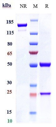 0 - Anti-TNFSF5 / CD40L / CD154 Reference Antibody (dapirolizumab) APR10599