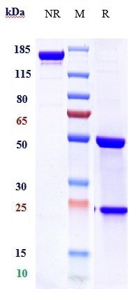 0 - Anti-TNFRSF10B / TRAILR2 / CD262 Reference Antibody (tigatuzumab) APR10601