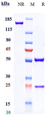 0 - Anti-GPNMB Reference Antibody (glembatumumab) APR10603