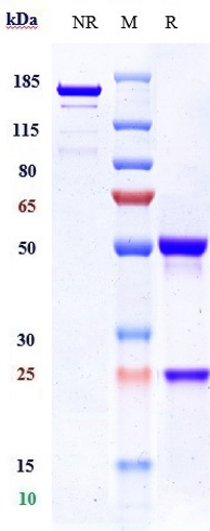 0 - Anti-IL-6 / IFNb2 Reference Antibody (ziltivekimab) APR10604
